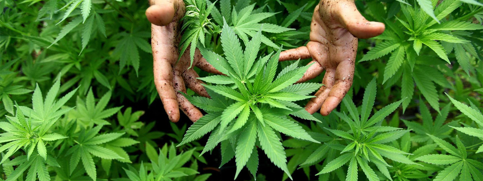 Посади марихуана была задержана крупная партия наркотиков