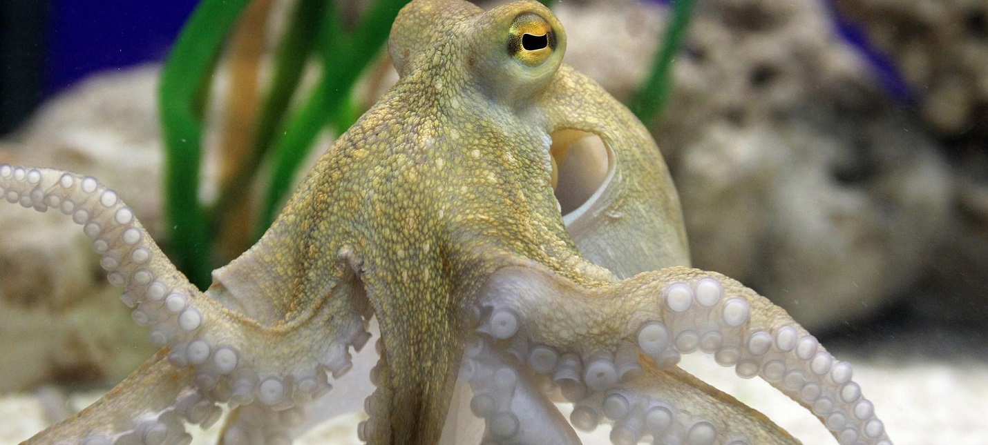 Ученые доказали схожесть людей и осьминогов с помощью наркотика