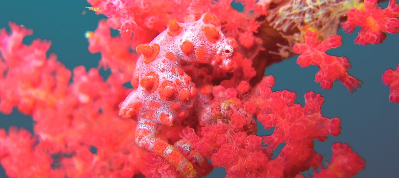 Coral color. Живой коралл Pantone. Коралловая гаррупа. Живой коралл цвет. Живые кораллы.