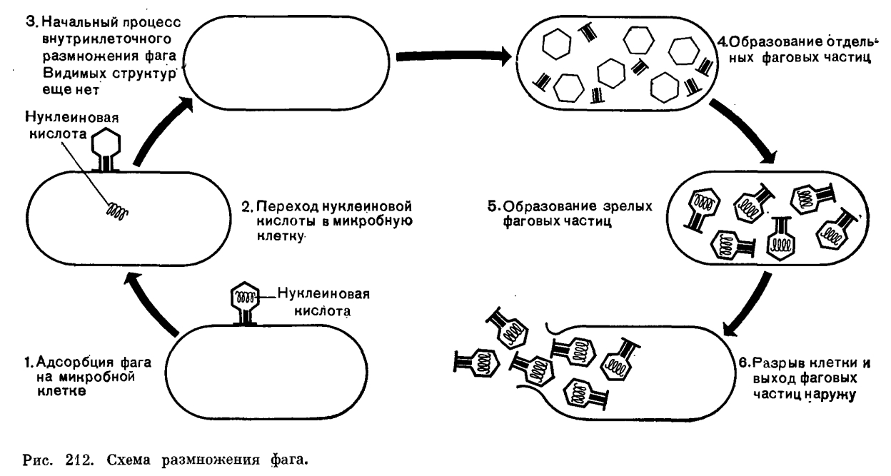 Рисунок цикл развития вируса