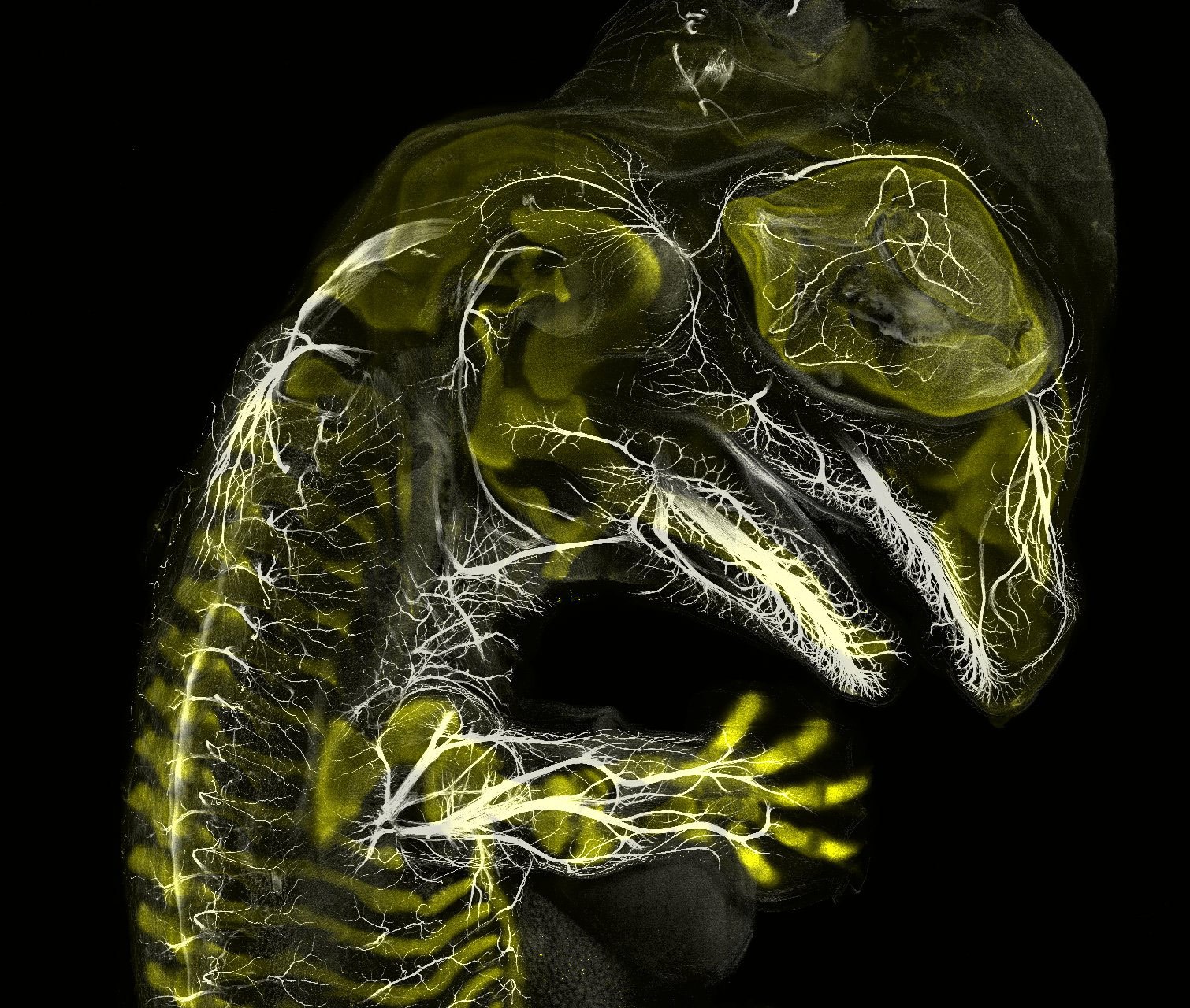 https://cdn.shazoo.ru/393440_NZ30rDVf1i_3_alligator_embryo_stage_13_nerv.jpg