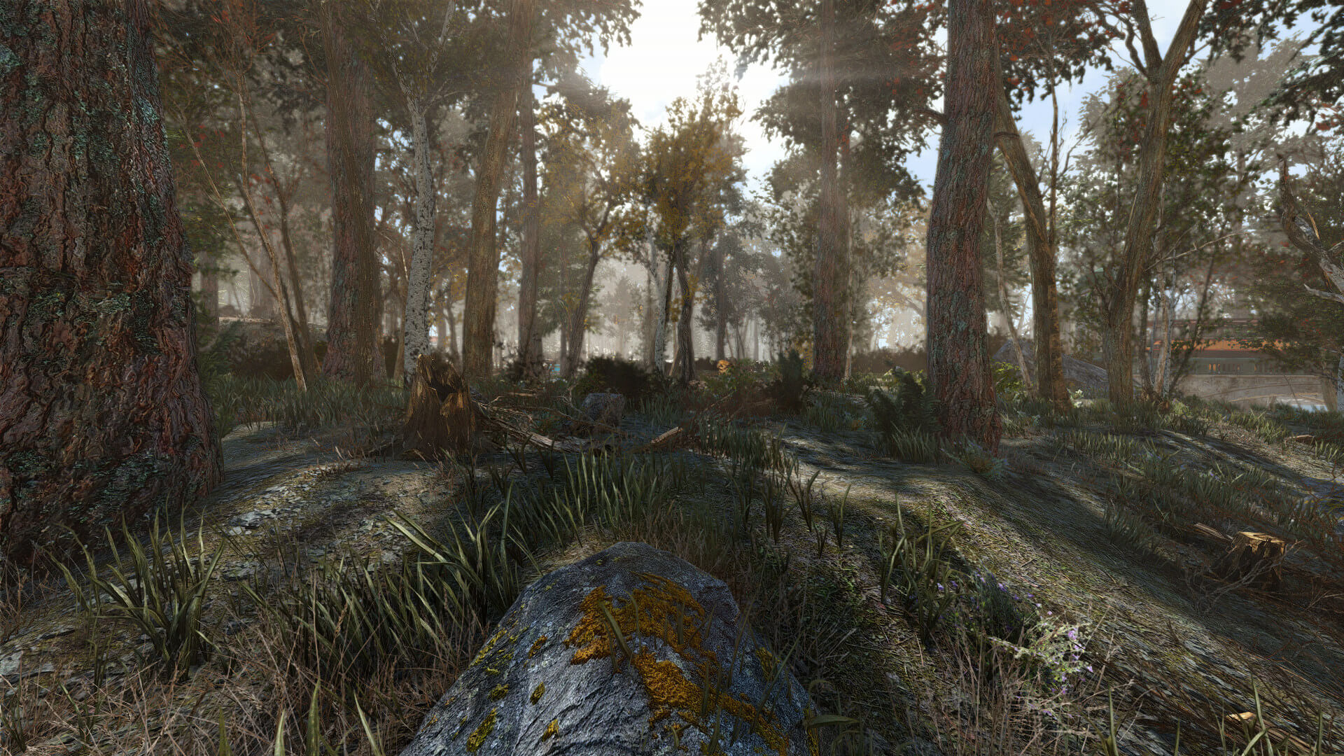 Fallout 4 деревья и трава фото 4