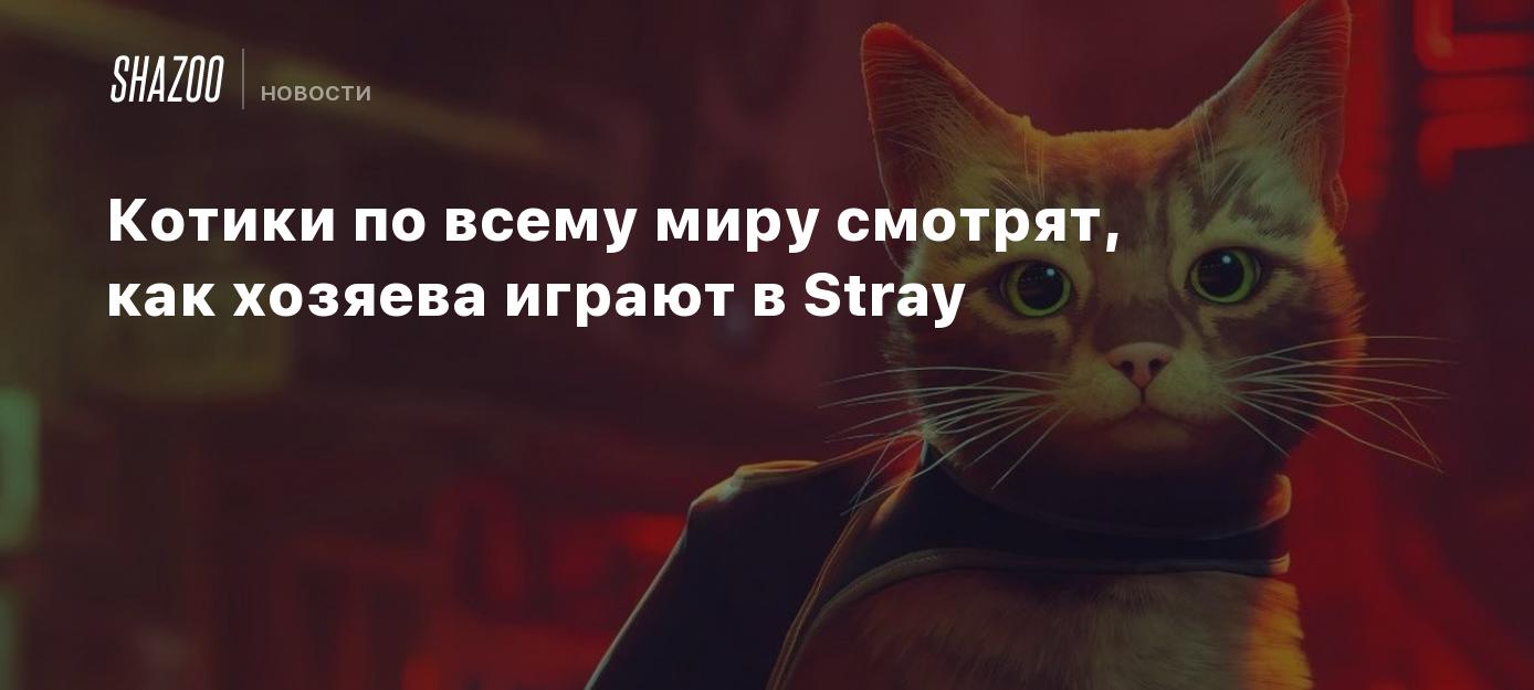 Котики по всему миру смотрят, как хозяева играют в Stray - Shazoo