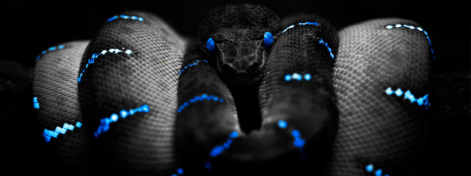 Razer Snake Snake