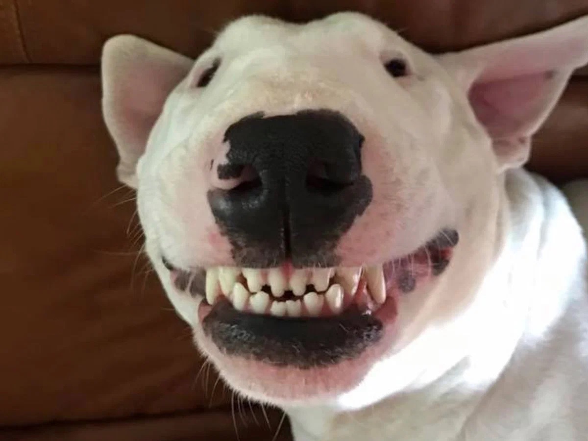 Страшная улыбающаяся собака