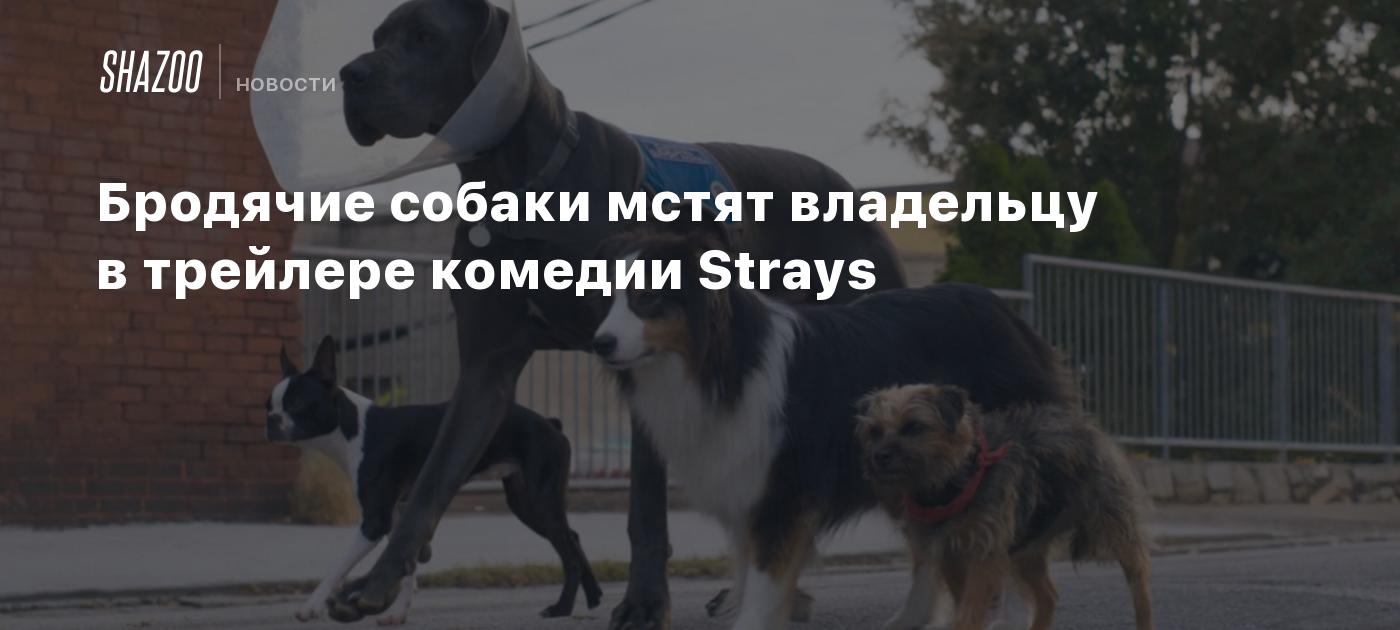 Бродячие собаки мстят владельцу в трейлере комедии Strays - Shazoo