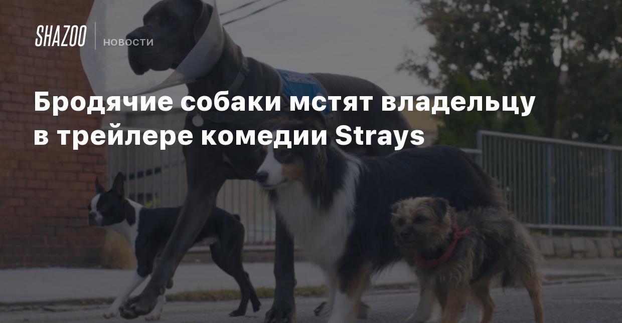 Бродячие собаки мстят владельцу в трейлере комедии Strays - Shazoo
