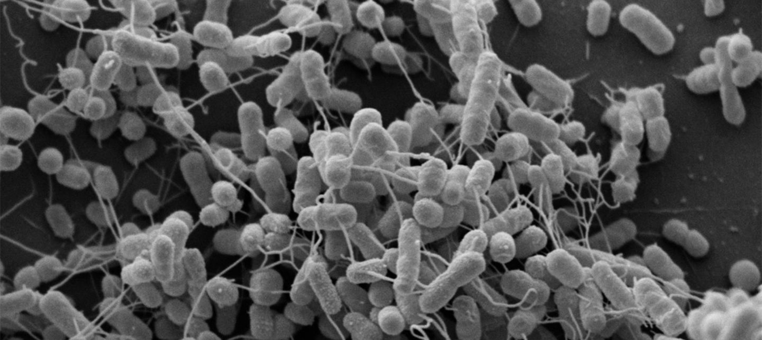 Ученые генетически модифицировали бактерии для выявления раковых клеток