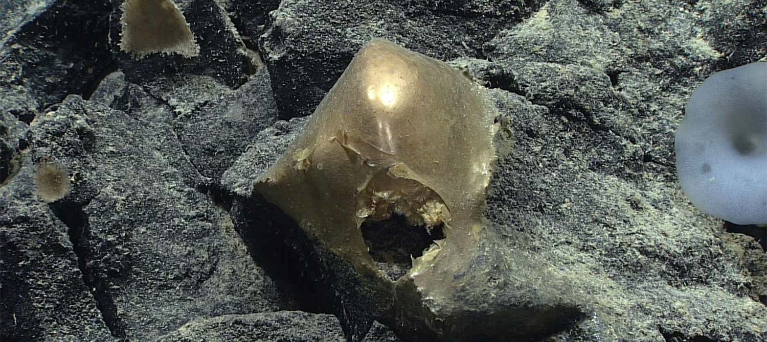 Ученые обнаружили на дне океана странный «золотой шар» биологического происхождения