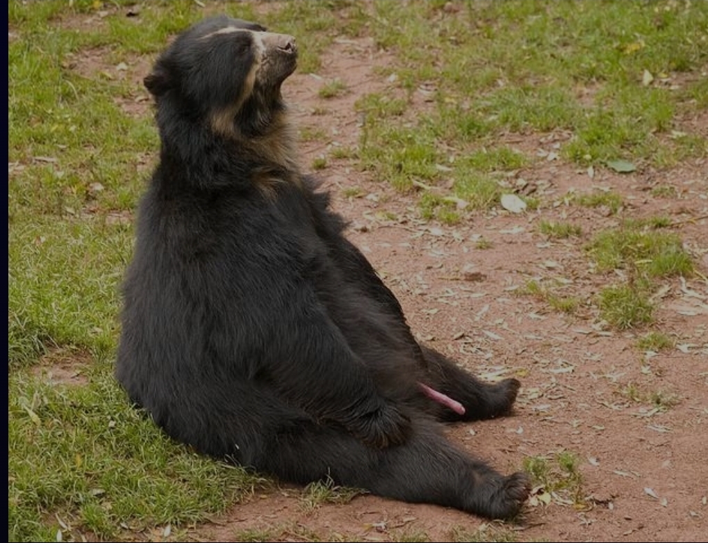 Dick bear
