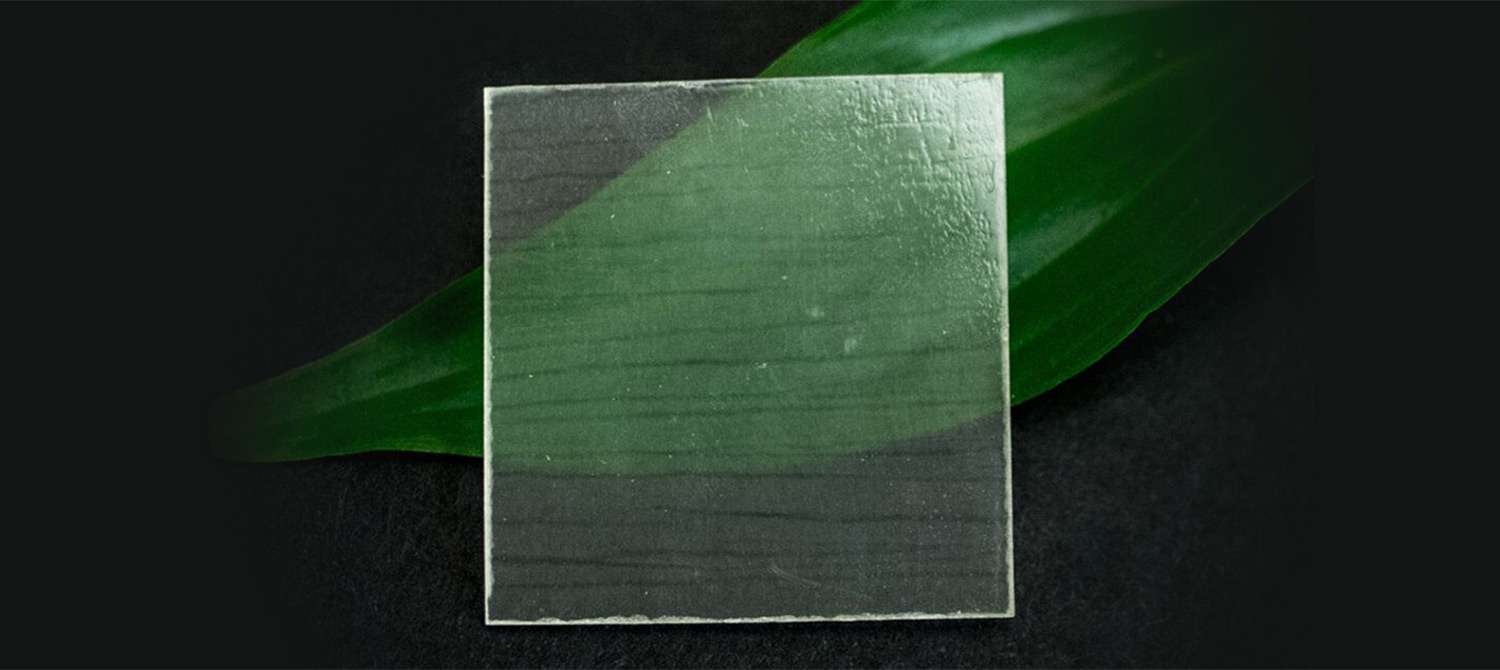 Почему ученые создают прозрачную древесину Почему ученые создают прозрачную древесину