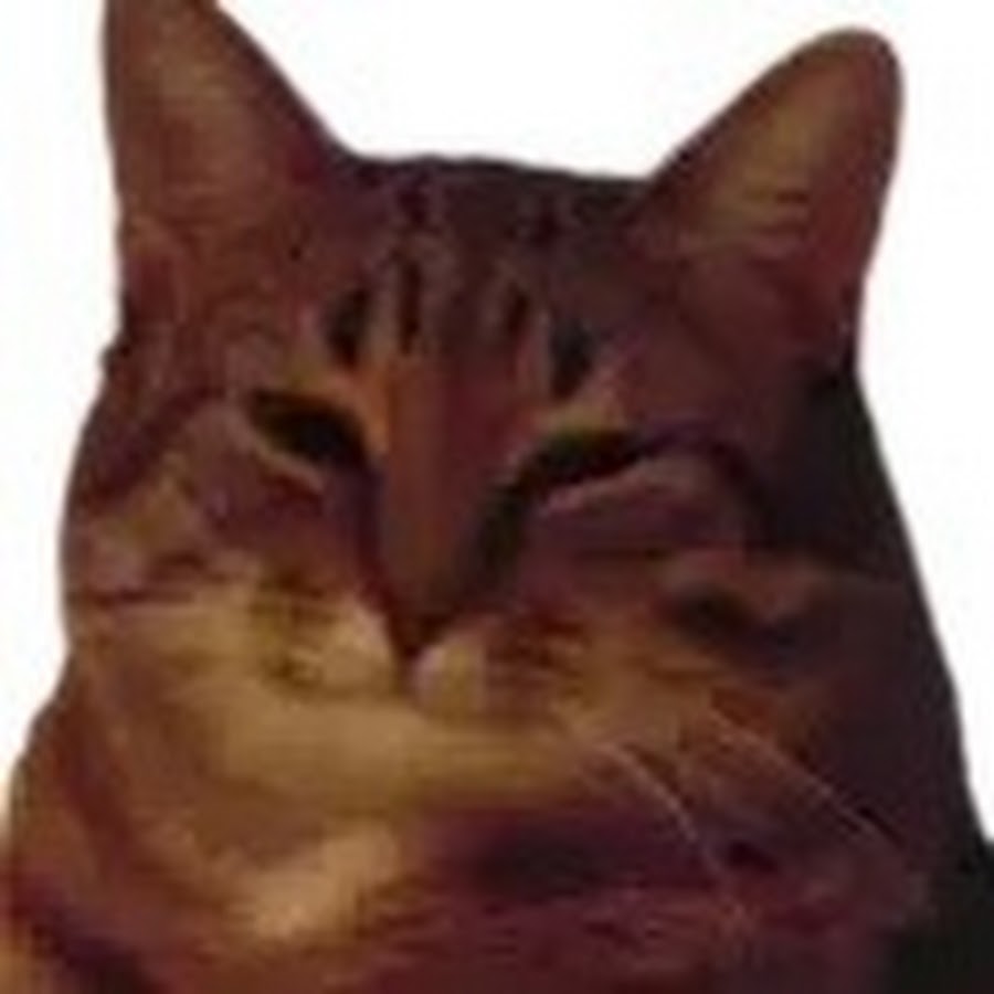 Мем с щурящимся котом