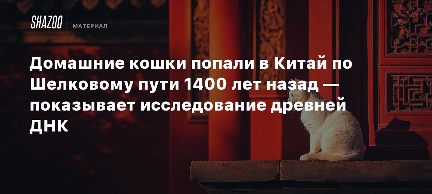 Домашние кошки попали в Китай по Шелковому пути 1400 лет назад — показывает исследование древней ДНК