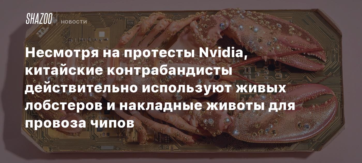 Несмотря на протесты Nvidia, китайские контрабандисты действительно используют живых лобстеров и накладные животы для провоза чипов