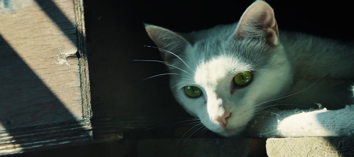 Лайв-экшен трейлер Ghost Recon: Wildlands — даже кот может быть оперативником