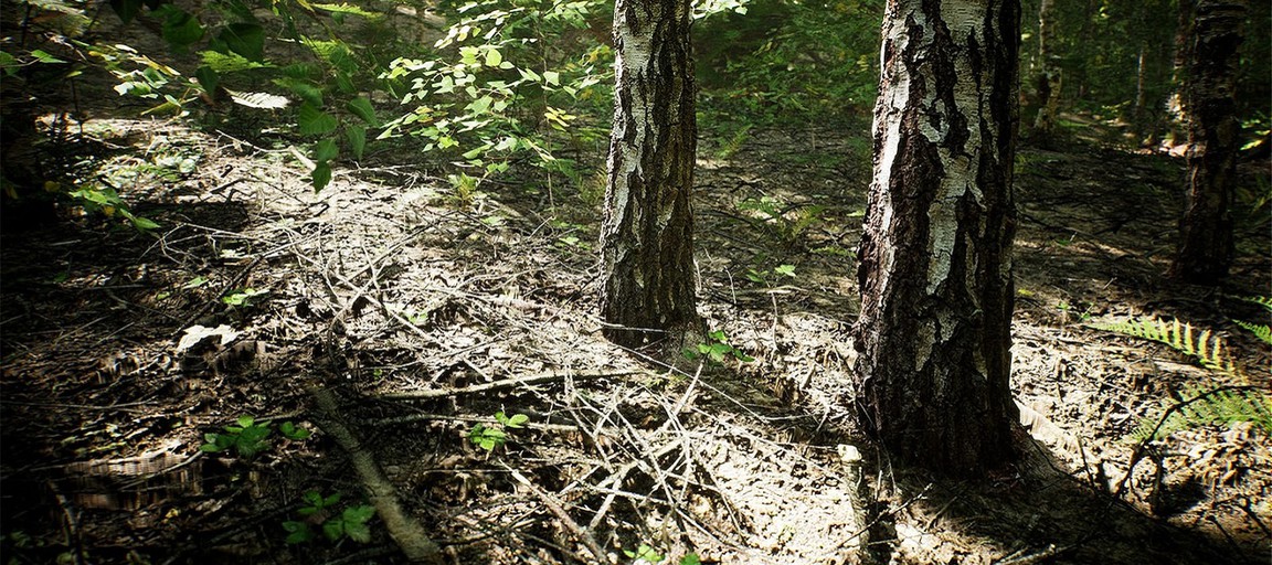 Взгляните на этот фотореалистичный лес, созданный на Unreal Engine 5