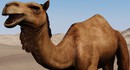 Разработчики Mount & Blade 2: Bannerlord рассказали о создании верблюдов