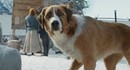 Харрисон Форд и CGI-собака в трейлере "Зова предков"