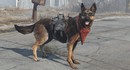 История всех воплощений Псины в Fallout раскрывает неожиданные связи между частями