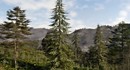 Демо с красивыми лесами The Witcher 4 на RTX Mega Geometry отображало 60 миллионов растений и работало на 80 кадрах в секунду в 4K на RTX 5090