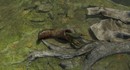 Статья в PC Gamer вдохновила разработчиков Kingdom Come: Deliverance 2 добавить систему кражи обуви