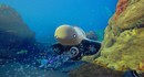 Ранний доступ Subnautica 2 уже привлек 467 тысяч игроков одновременно – в 9 раз выше пика первой части