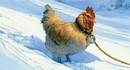 Фанаты "Властелина колец" разобрали, что было бы, если бы Кольцо нёс не Фродо, а курица на верёвочке