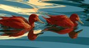 Посещаемость поисковика DuckDuckGo выросла на 28% после заявления главы Google о том, что "все обожают ИИ-поиск"