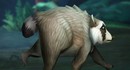 Енот Джимоти из Сиэтла появится в World of Warcraft