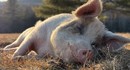 На Гавайях можно жить бесплатно, если 20 часов в неделю ухаживать за спасёнными свиньями