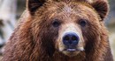 Жительницу Забайкалья оштрафовали на 30 000 рублей за фейковое ИИ-фото медведя