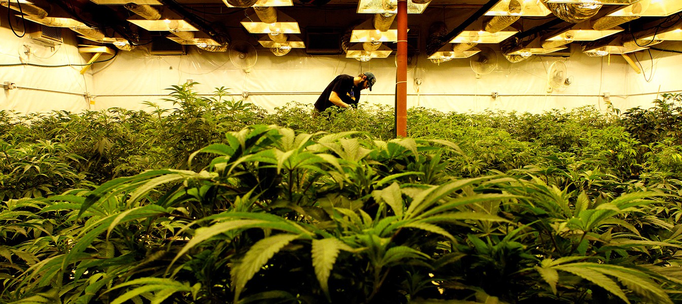 Штат Колорадо заработал $44 миллиона от налогов на марихуану