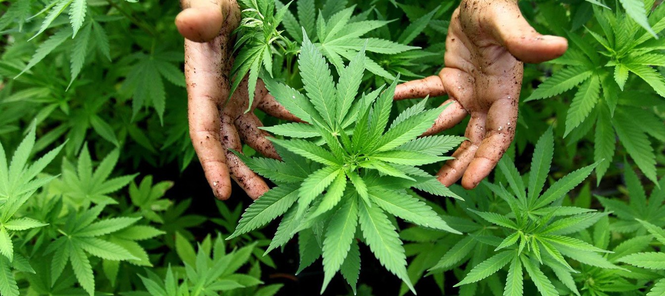 Правительство США признало, что марихуана убивает клетки Рака
