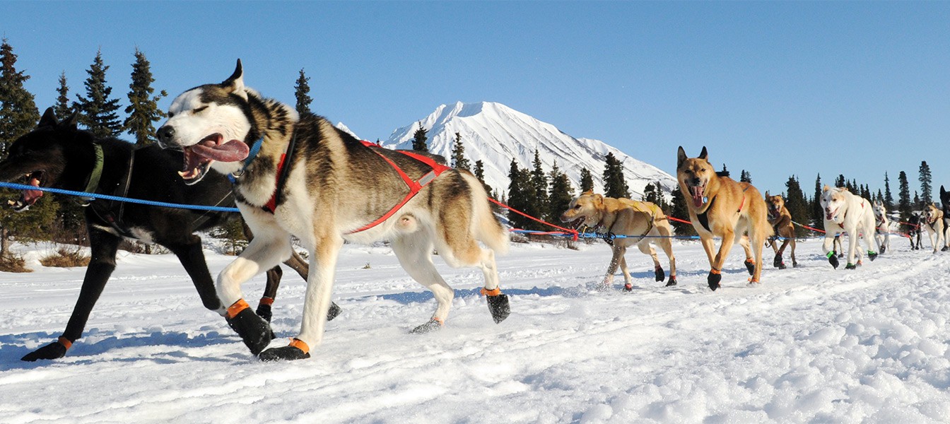 Гонка на собачьих упряжках на Аляске