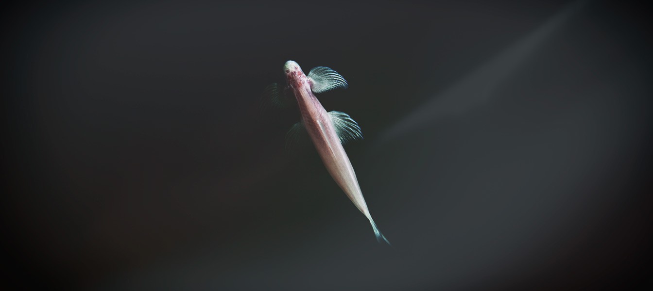 Эта слепая пещерная рыбка умеет карабкаться по стенам