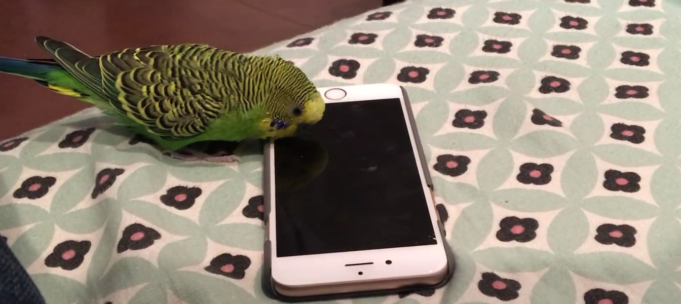 Попугай вызывает Siri