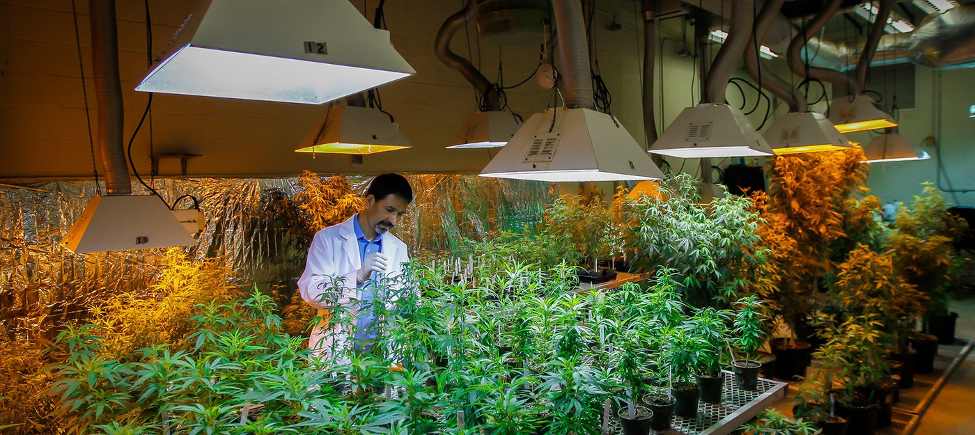 Правительство США дало добро на расширение исследований марихуаны