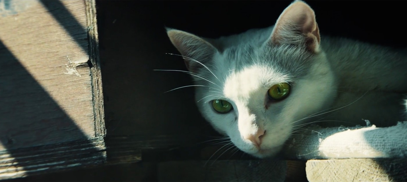 Лайв-экшен трейлер Ghost Recon: Wildlands — даже кот может быть оперативником