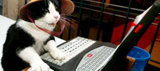 3 кота работают. Кошка печатает на клавиатуре. Кот за компьютером. Кот по клавиатуре. Кот за клавиатурой.