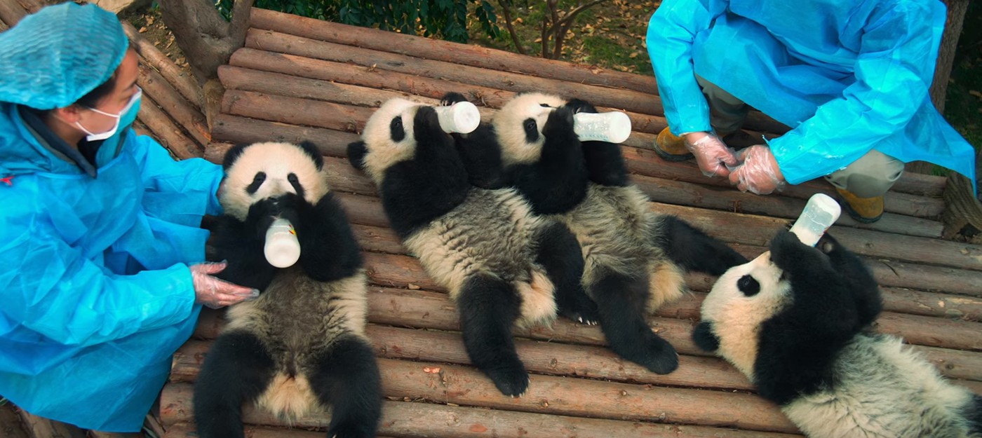 Первый трейлер документального фильма Pandas от IMAX о взрослении панды в дикой среде