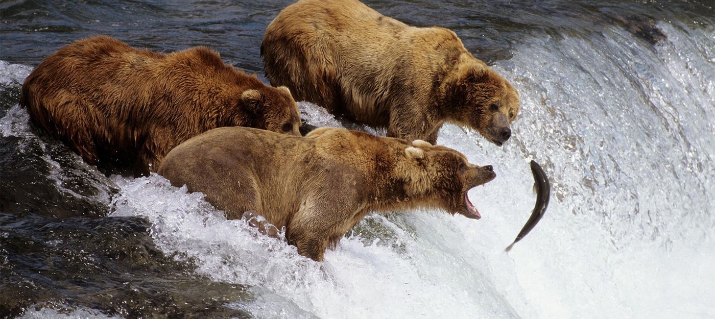 На Аляске заработал медвежий лайвстрим