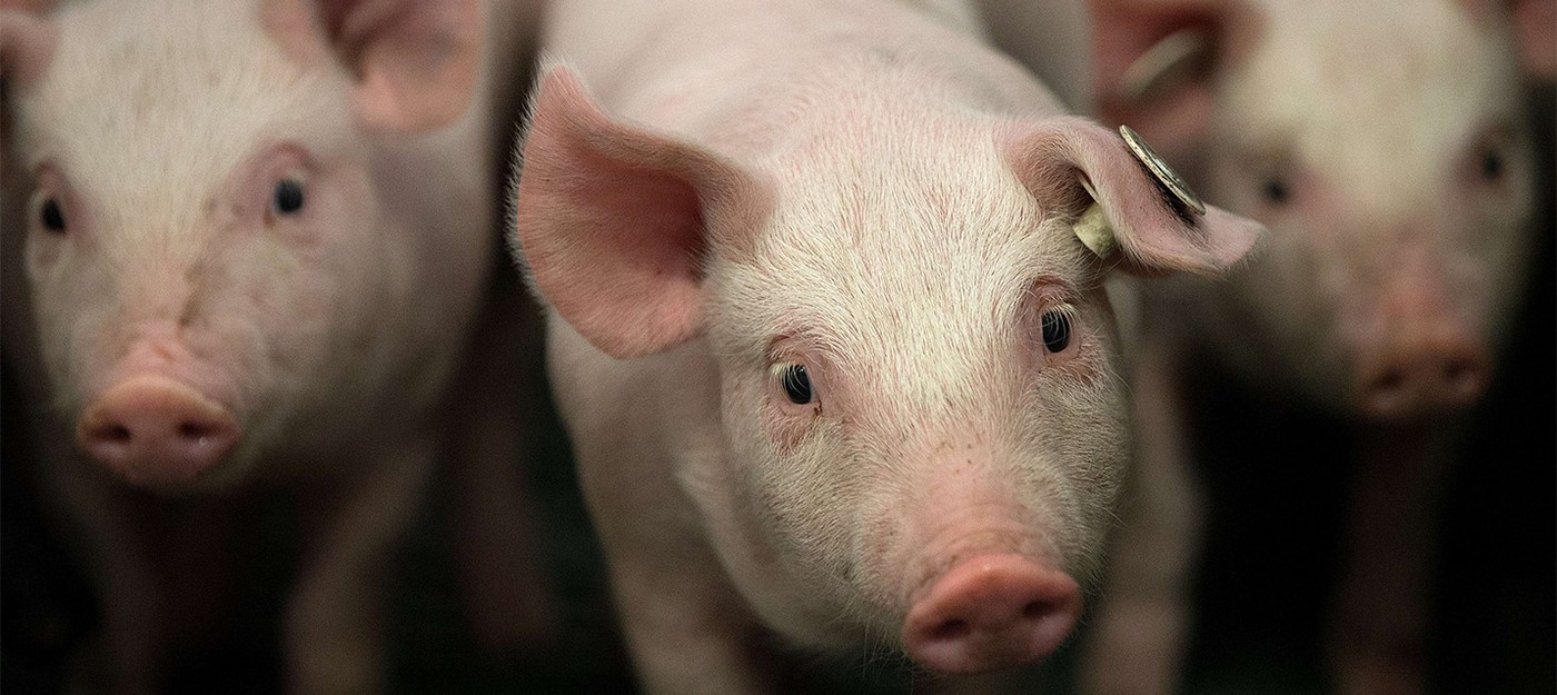 Ученые успешно пересадили выращенные в лаборатории легкие в свиней