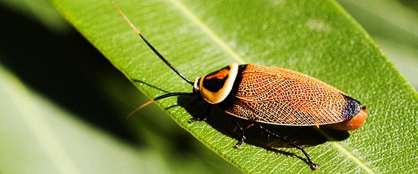 Sunday Science: почему таракана убить сложнее чем зомби