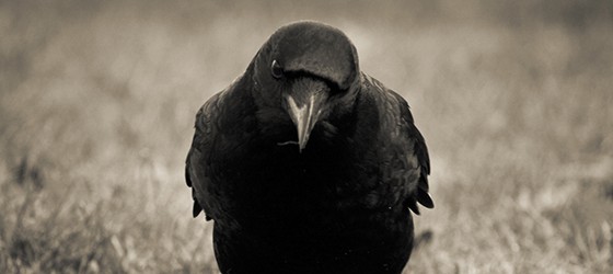 Sunday Science: почему с воронами лучше не шутить