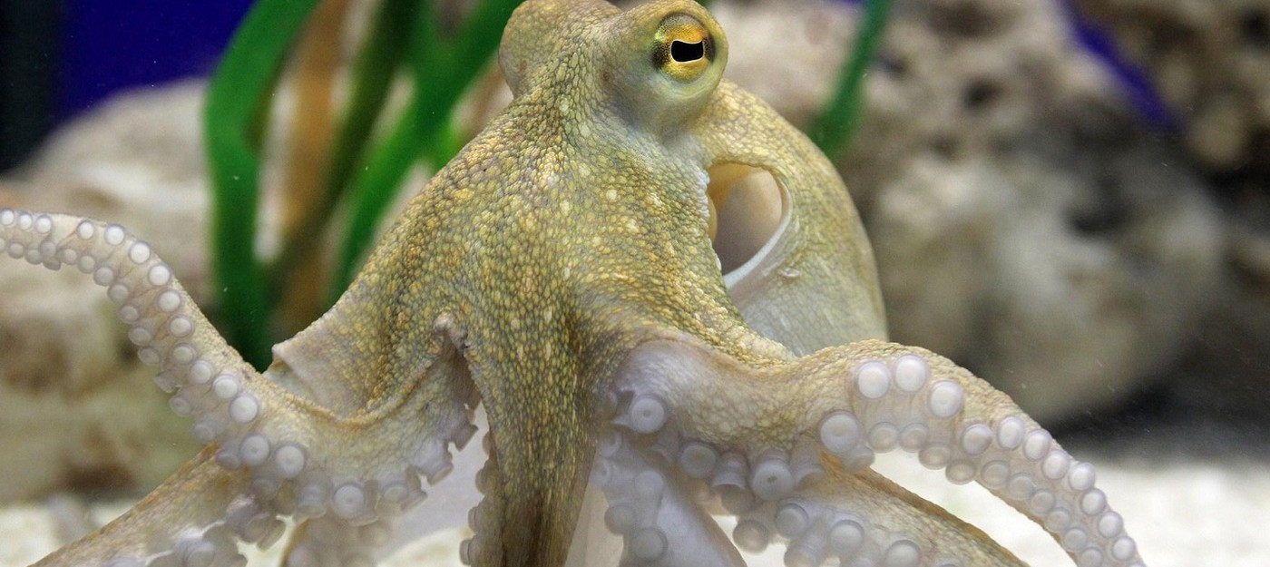 Ученые доказали схожесть людей и осьминогов с помощью наркотика