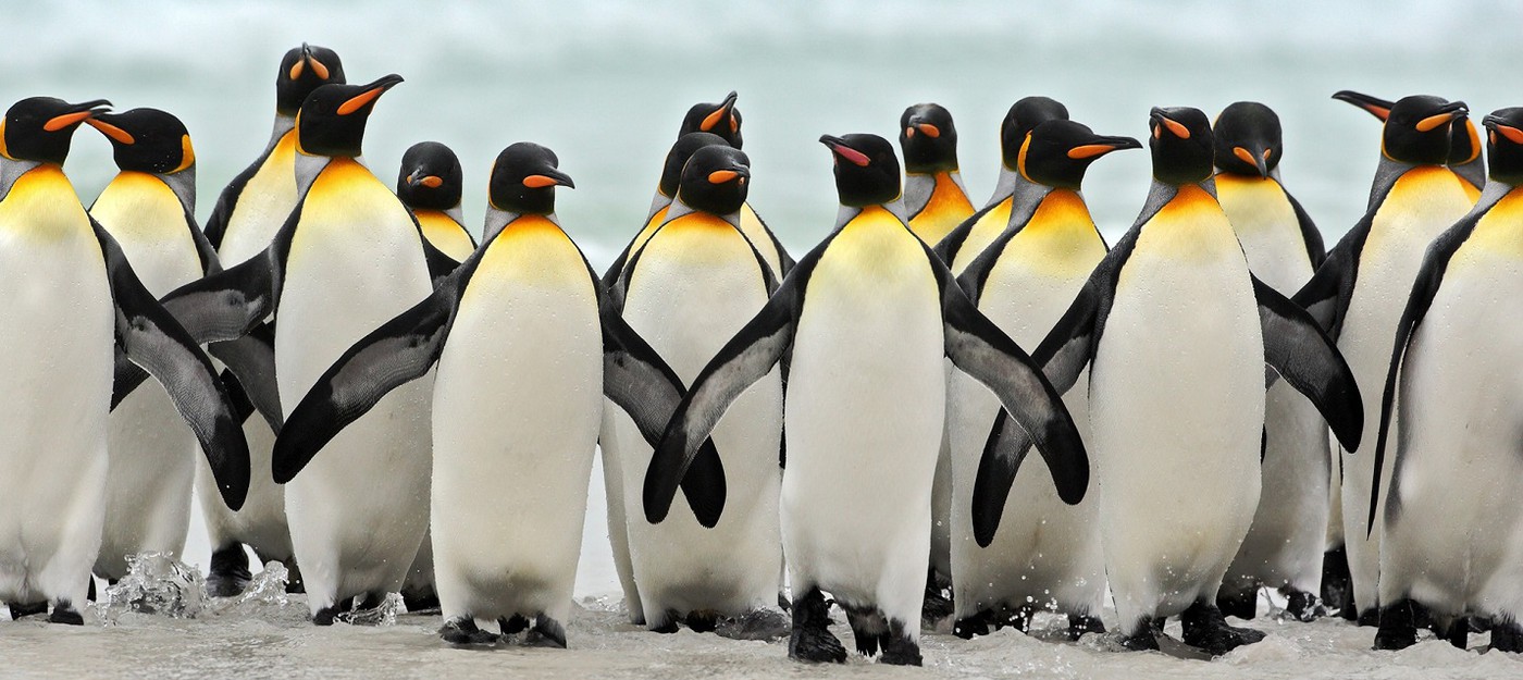 Съёмочная группа BBC Earth спасла пингвинов, нарушив собственное правило