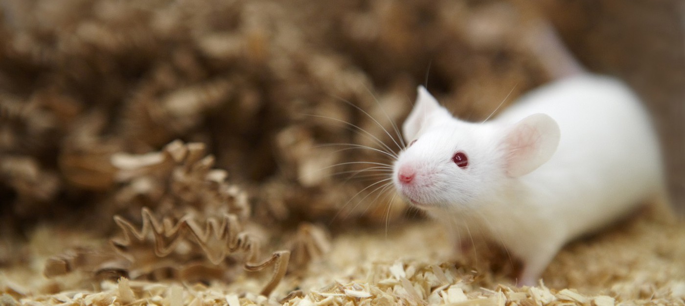 Ученые Китая наделили мышей инфракрасным зрением