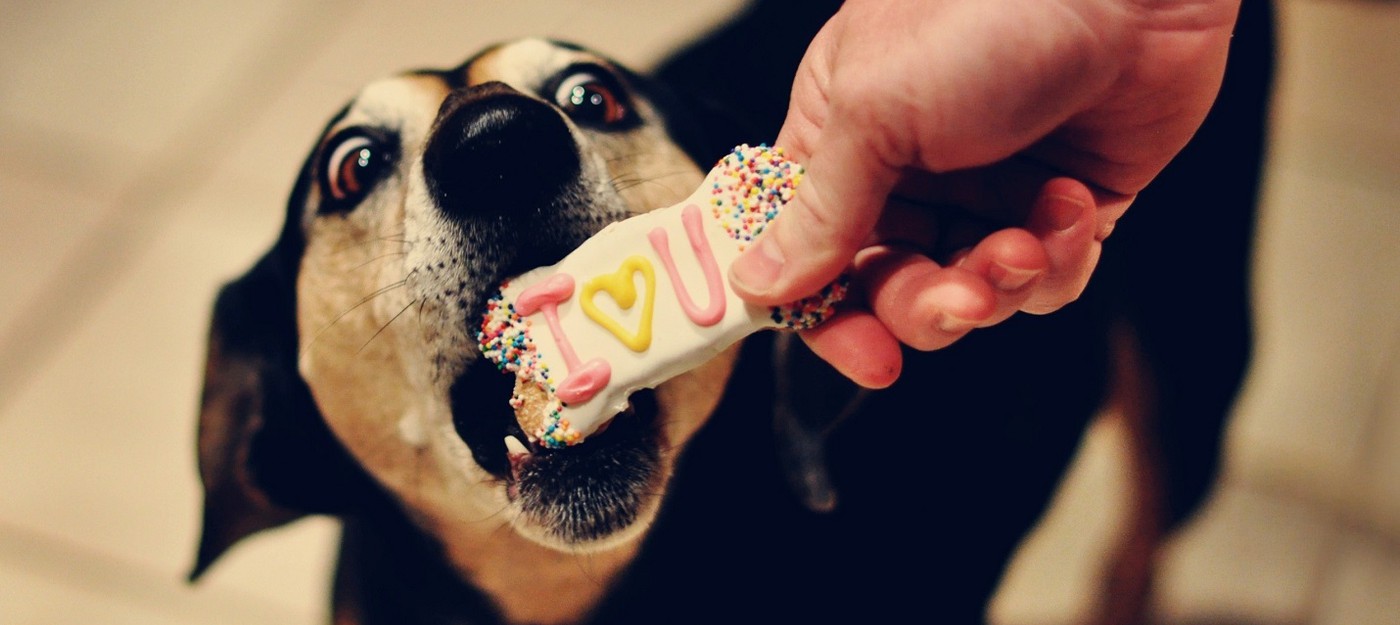 FDA предупредила, что заменитель сахара может быть смертельным для собак