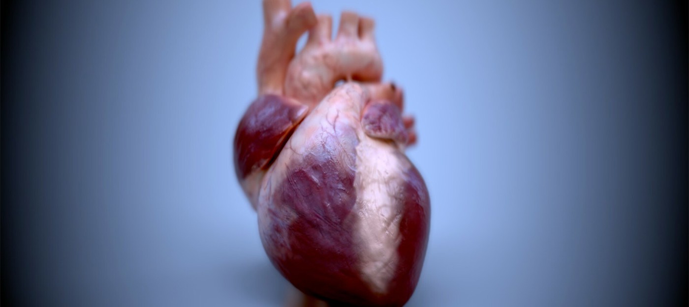 Ученые напечатали на 3D-принтере уменьшенную версию человеческого сердца