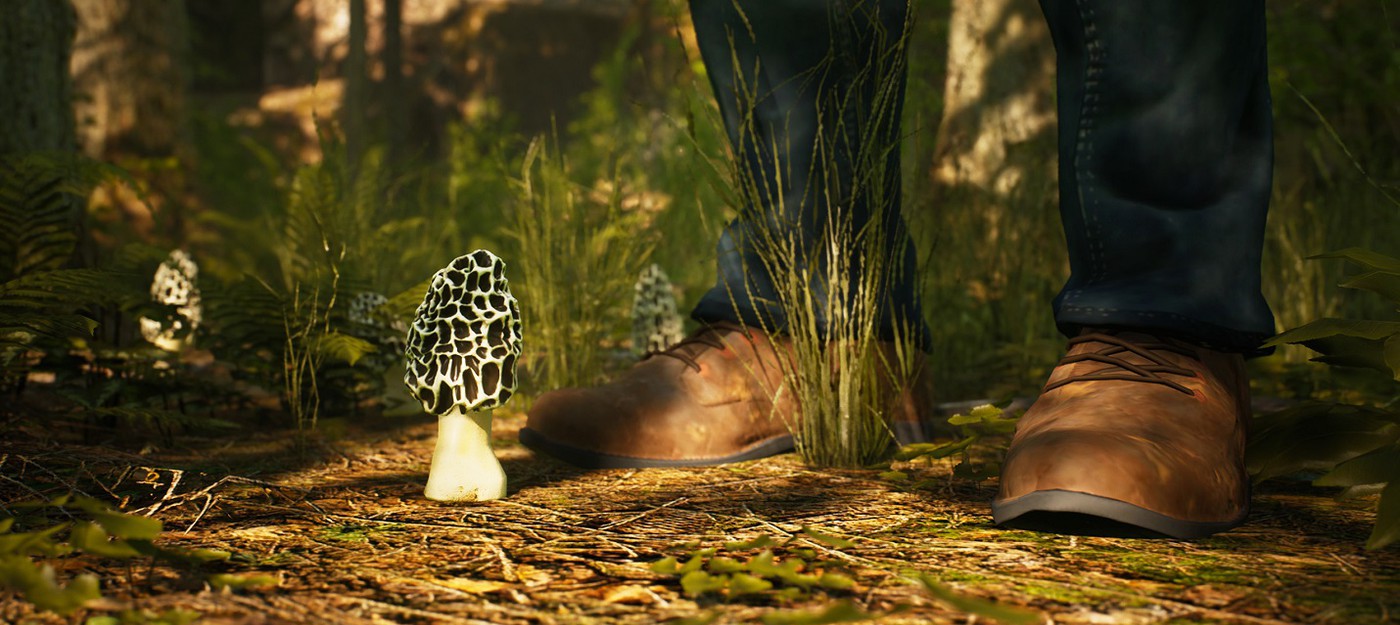 Природа Северной Америки в трейлере симулятора грибника Morels: The Hunt